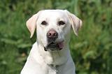LABRADOR 1206